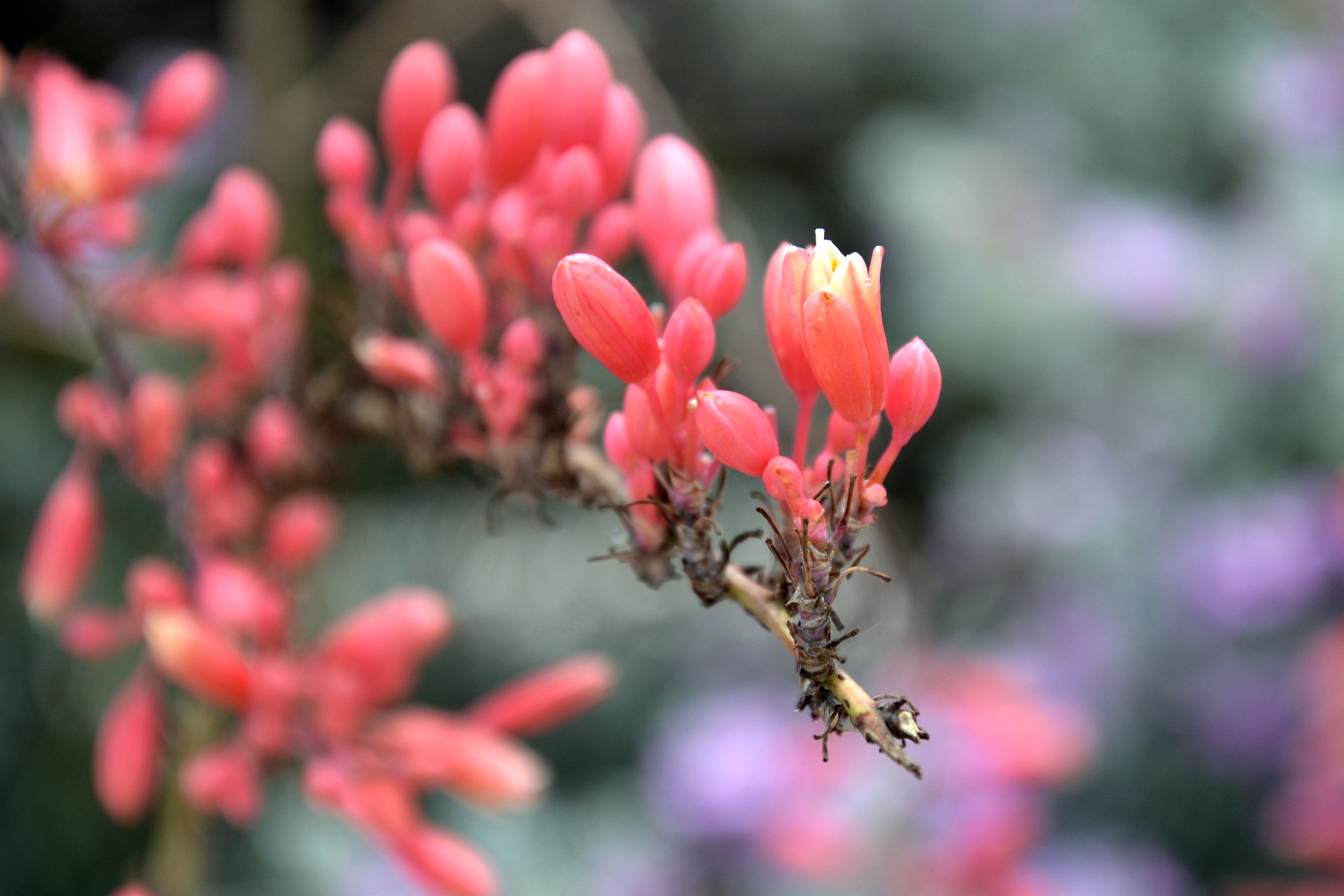 Small White Emergence